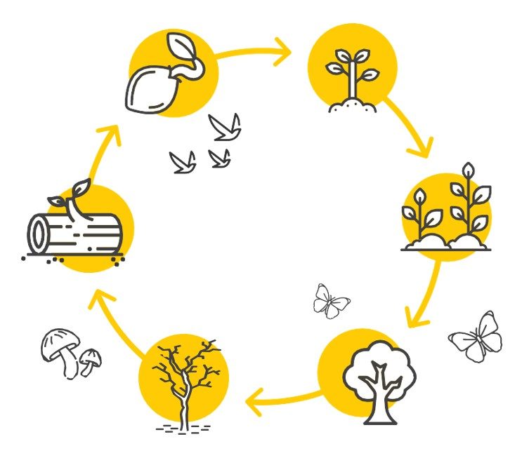 Circular diagram of a natural life cycle showing stages from seed to plant, tree, decay, and regrowth