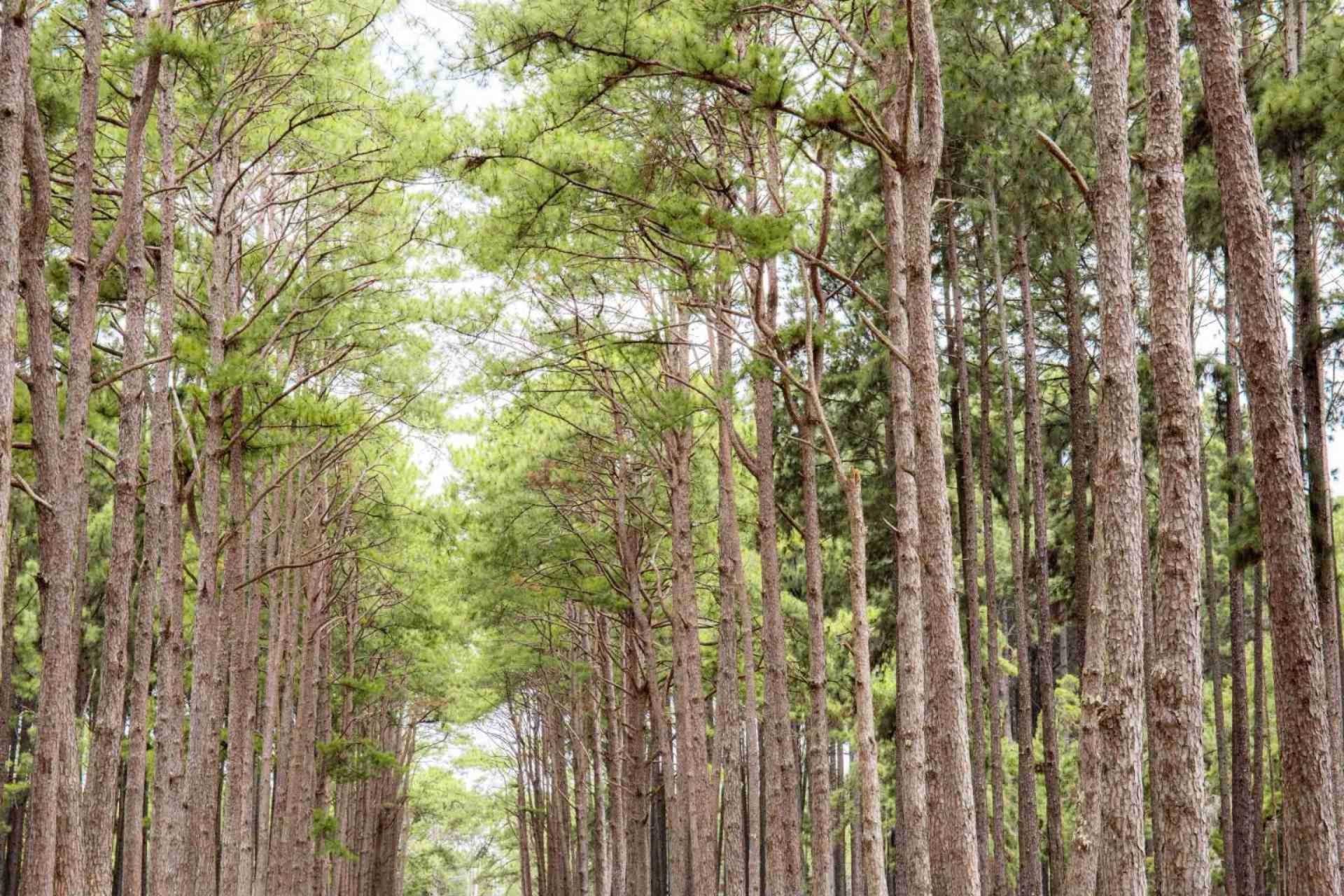 New Zealand timber spared US tariff pain – for now