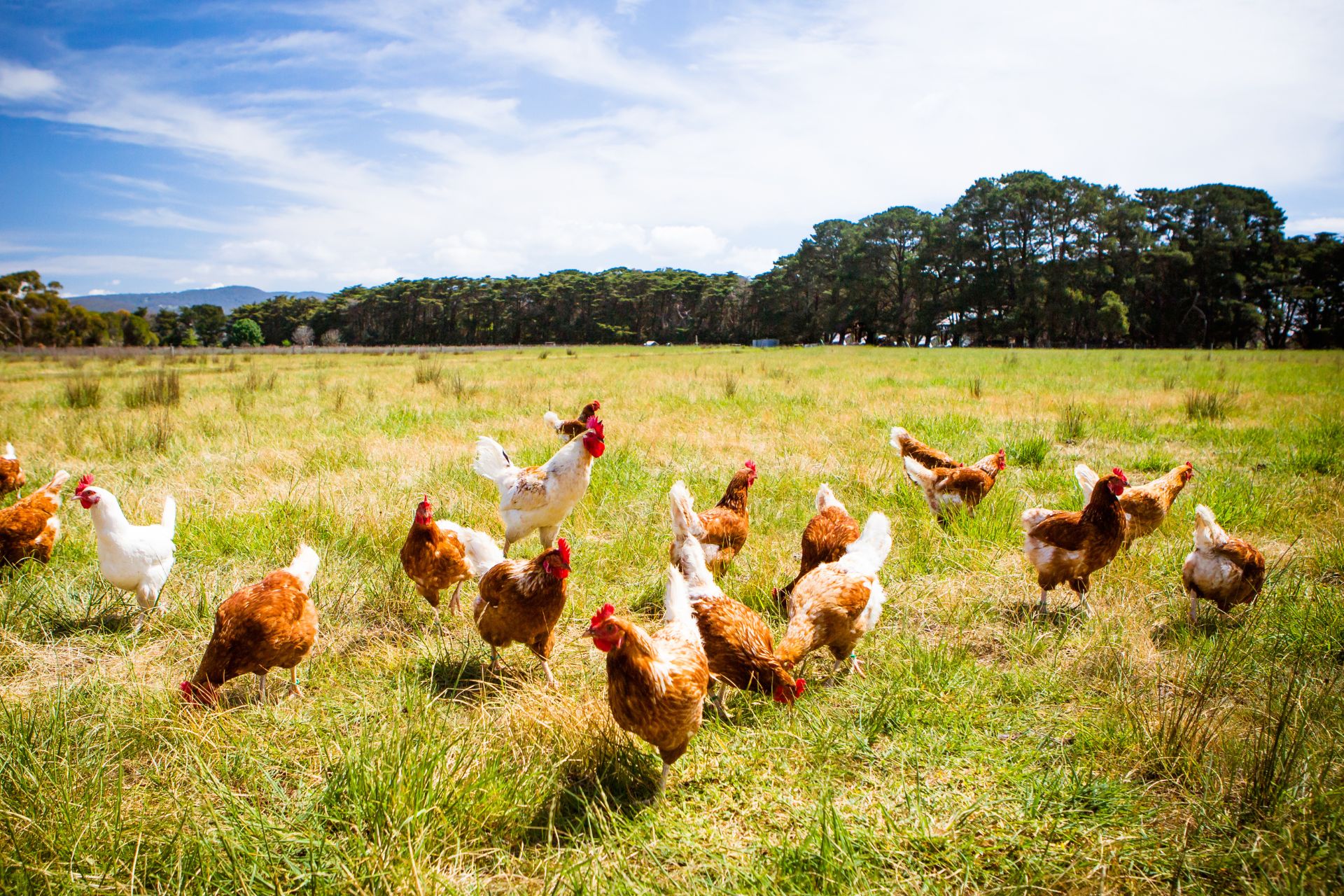 Farmers warned of bird flu