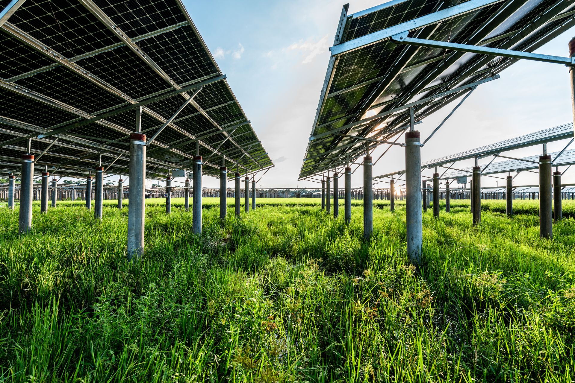 Nation’s largest solar farm switches on, again